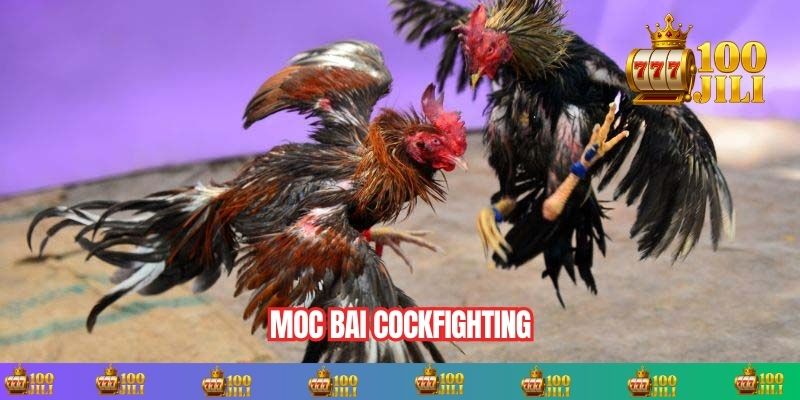 Moc Bai cockfighting