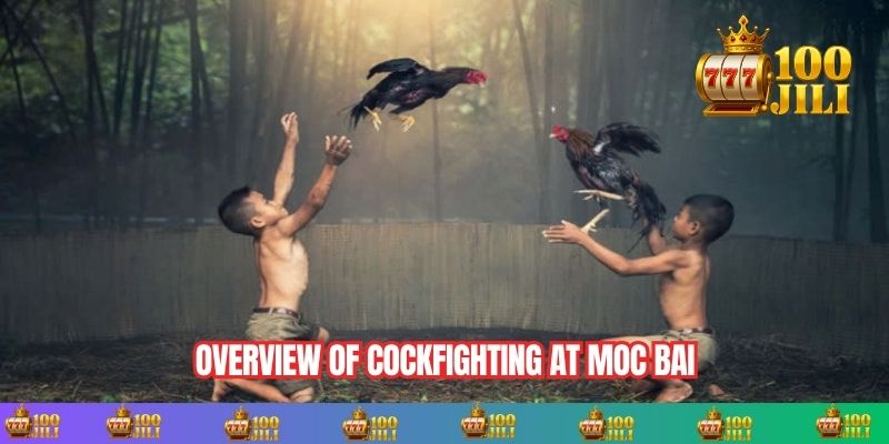 Overview of Cockfighting at Moc Bai