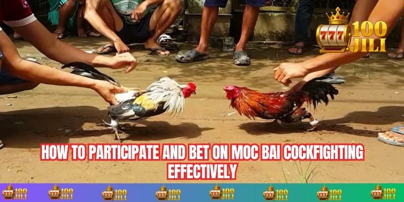 How to Participate and Bet on Moc Bai Cockfighting Effectively