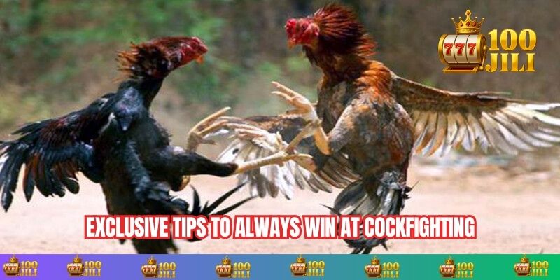 Exclusive Tips to Always Win at Cockfighting