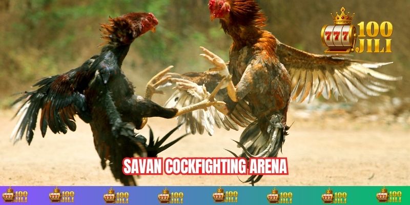 The Savan Cockfighting Arena