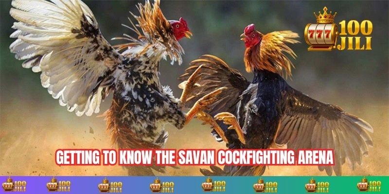 Getting to Know the Savan Cockfighting Arena