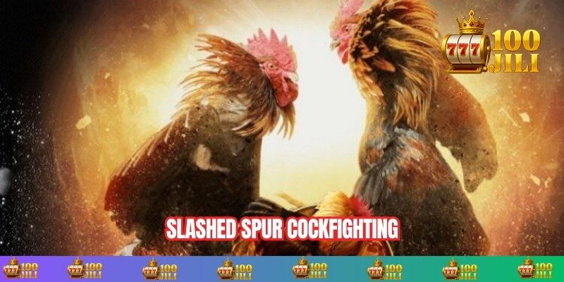 Slashed spur cockfighting