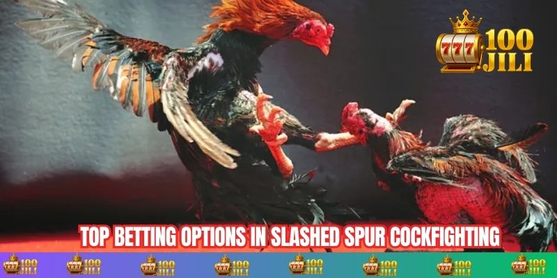 Top Betting Options in Slashed Spur Cockfighting
