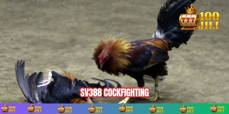 Sv388 cockfighting