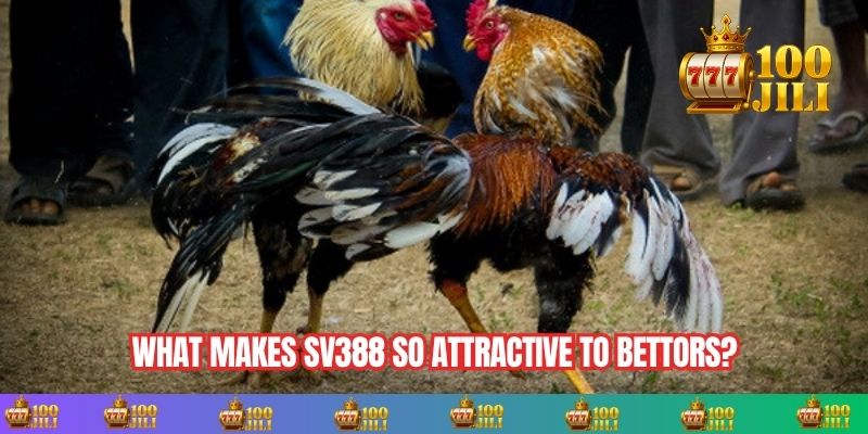 What Makes Sv388 So Attractive to Bettors?