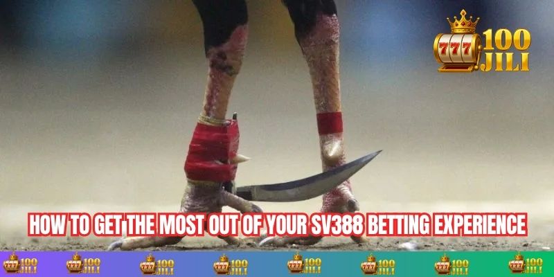 How to Get the Most Out of Your Sv388 Betting Experience